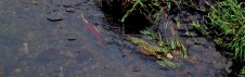 Much smaller than their chinook cousins, these two bright red coho salmon return to Lapwai Creek to spawn.