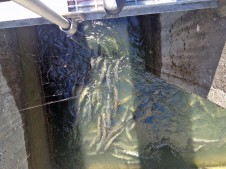 A crowd of salmon in the Bonneville Dam fish ladder on September 11, 2013.
