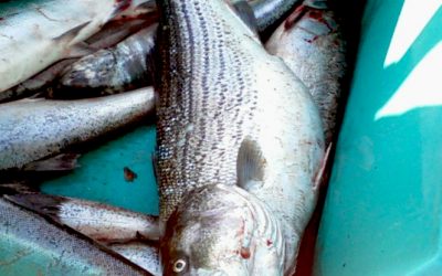 Striped Bass in the Columbia River?!