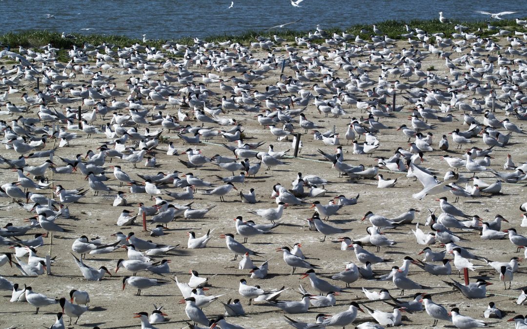 The Caspian Tern Colony in the Columbia River Estuary