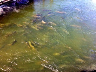 Salmon milling in the fish ladder pool prior to passing the counting window at Bonneville Dam. Photo taken on Sept 6.