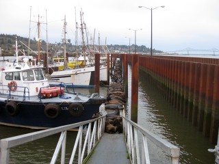 Sea lions crowd a walkway at a mooring basin in Astoria. Photo courtesy Northwest Power and Conservation Council.