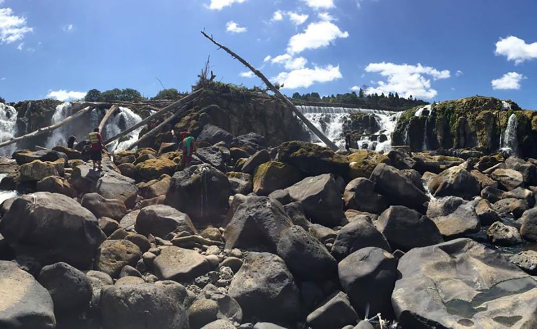 Willamette Falls Lamprey Harvest 2015