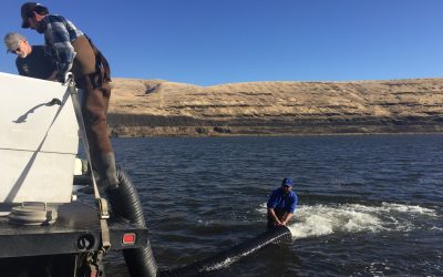 Tribal Program Increases Adult Wild Steelhead  in Snake River by 20 Percent