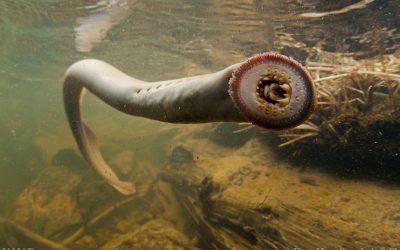 First Adult Offspring of Translocated Lamprey Returns to Columbia