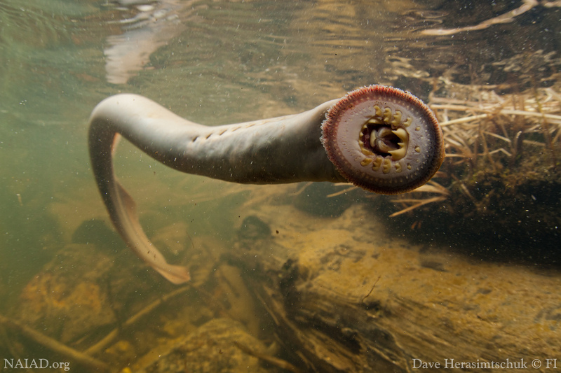 First Adult Offspring of Translocated Lamprey Returns to Columbia