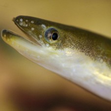 American Eel mouth detail