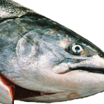 Salmon with clear eye